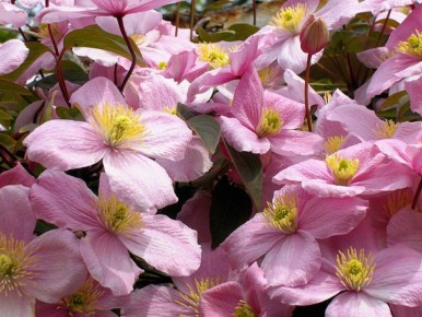 ��������� ���� ��������� ����������� ��� ������� ��������