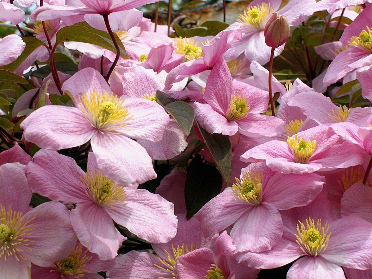 Клематисы ждут весеннего вдохновения для бурного цветения