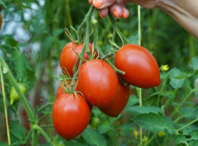 ����� �������� ������: ������ ���� � �������� ������� ������� ������