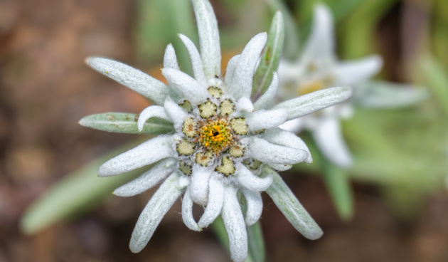 Эдельвейс: секреты успешного выращивания этого горного цветка
