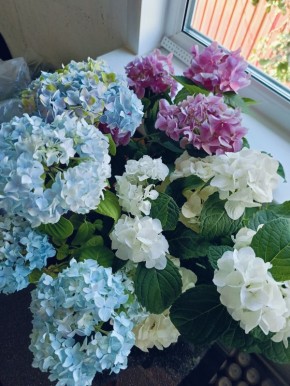 Как пролонгированное удобрение изменило жизнь гортензий