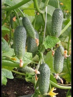 ������ ����: ������ ��� �������� ������ � ������� ������������