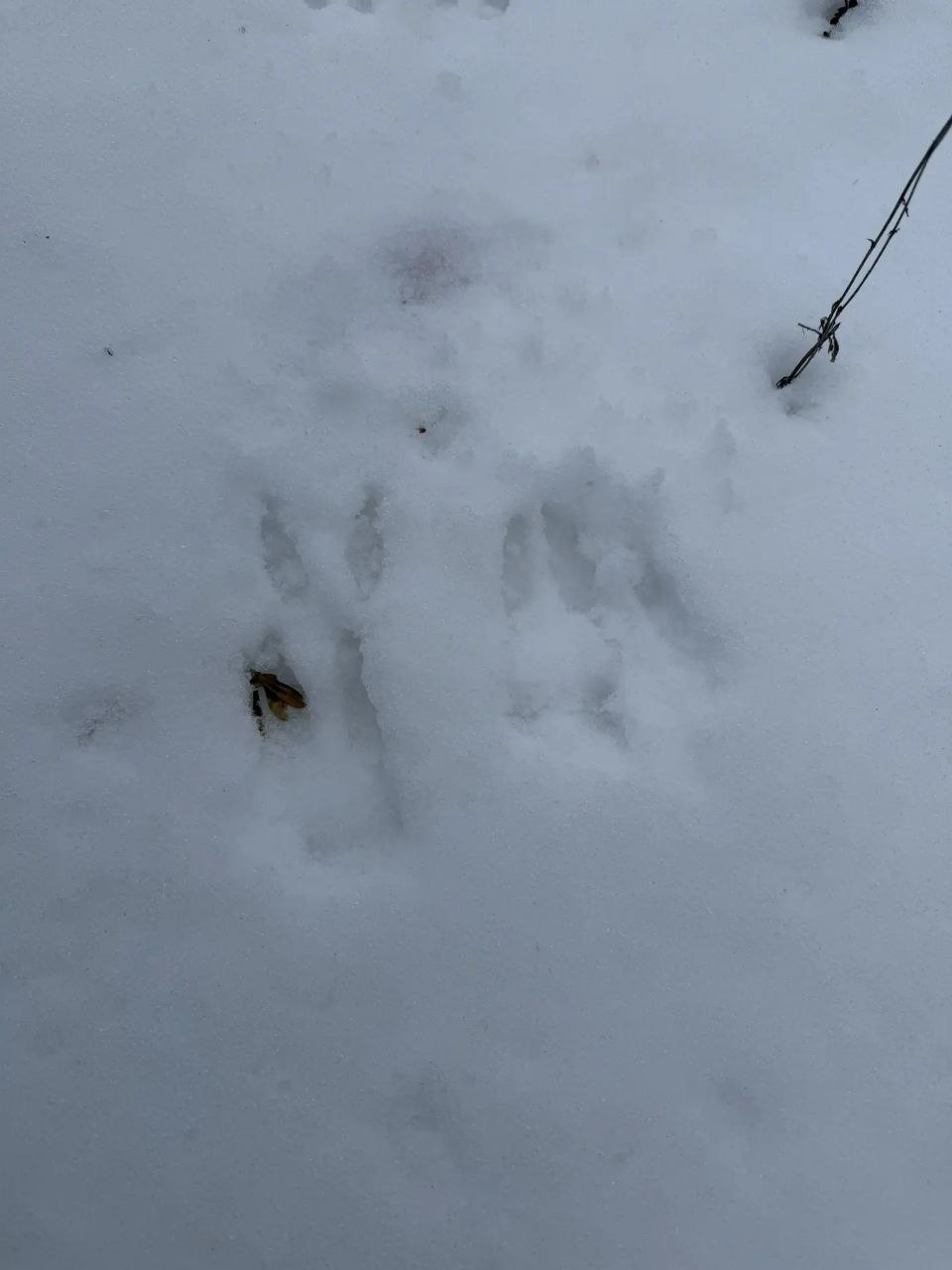 Олег Медведев: На территории государственного природного комплексного (ландшафтного) заказника регионального значения «Триречье» Яковлевского муниципального округа проведён учебно-методической практикум «Зимний маршрутный... Олег Медведев: На территории государственного природного комплексного (ландшафтного) заказника регионального значения «Триречье» Яковлевского муниципального округа проведён учебно-методической практикум «Зимний маршрутный...