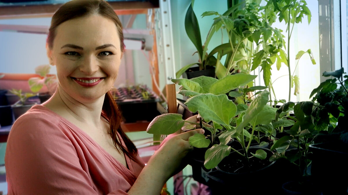 Как справиться с черными мошками на рассаде: советы дачного агронома