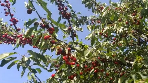 ��� �������� ����� ������� � �����: ������� �� 78-������� ��������