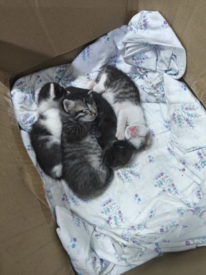 Ищем дом для «боевых» котят