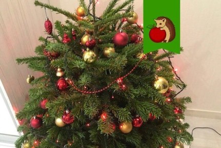 ��� ������� ���������� ���� � �������: ��������� ����������� �� �����������