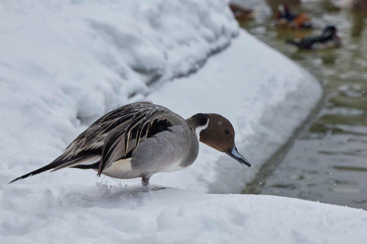 Друзья, чувствуете? Завтра весна! Друзья, чувствуете? Завтра весна!