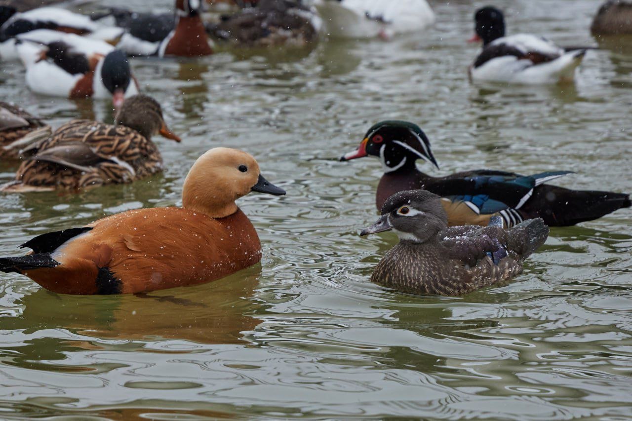 Друзья, чувствуете? Завтра весна! Друзья, чувствуете? Завтра весна!