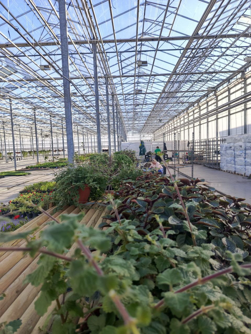 Общественная палата Белгорода взяла шефство над городской теплицей Общественная палата Белгорода взяла шефство над городской теплицей