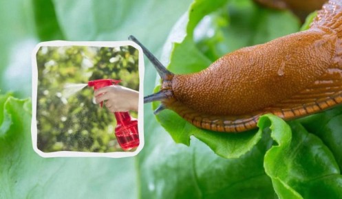 Эффективные методы борьбы со слизнями на огороде