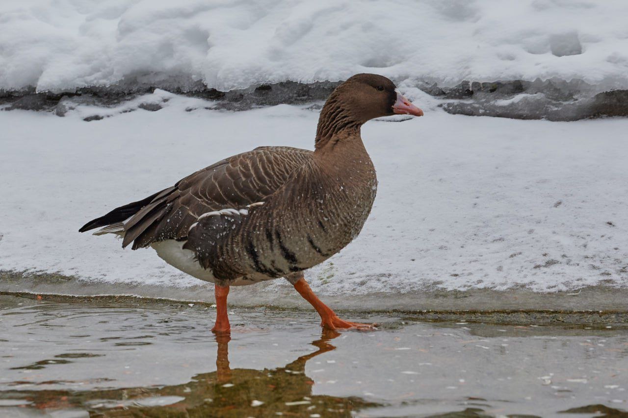 Друзья, чувствуете? Завтра весна! Друзья, чувствуете? Завтра весна!