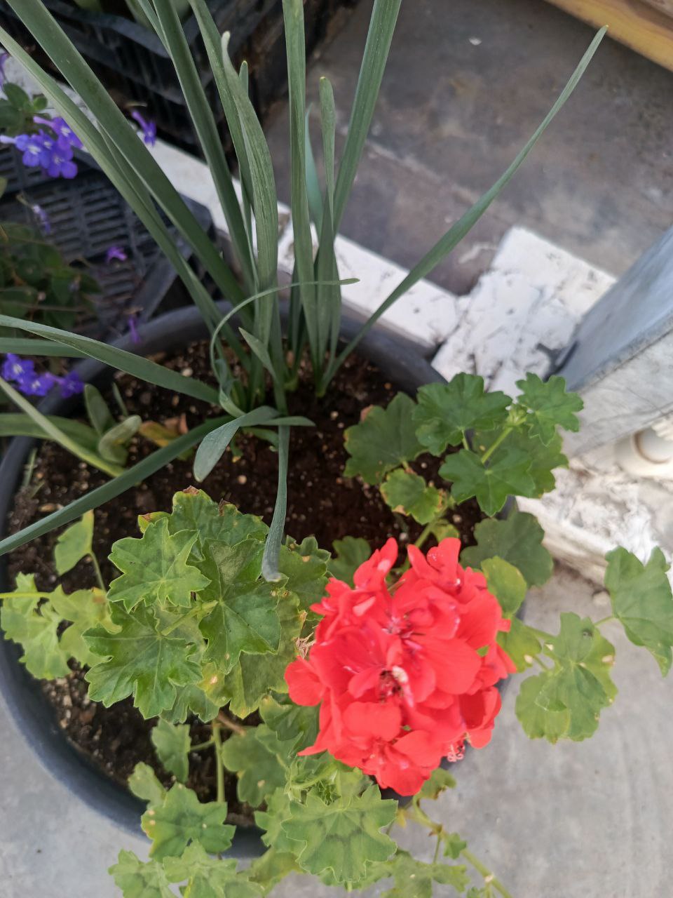 Общественная палата Белгорода взяла шефство над городской теплицей Общественная палата Белгорода взяла шефство над городской теплицей