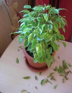 Причины желтизны и опадения листьев фикуса Бенджамина: как помочь растению