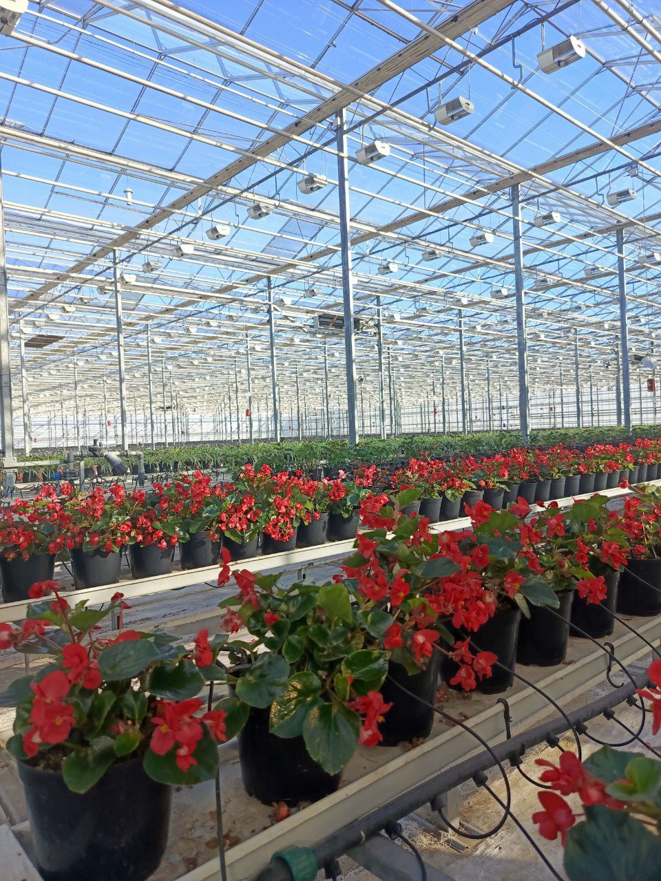 Общественная палата Белгорода взяла шефство над городской теплицей Общественная палата Белгорода взяла шефство над городской теплицей