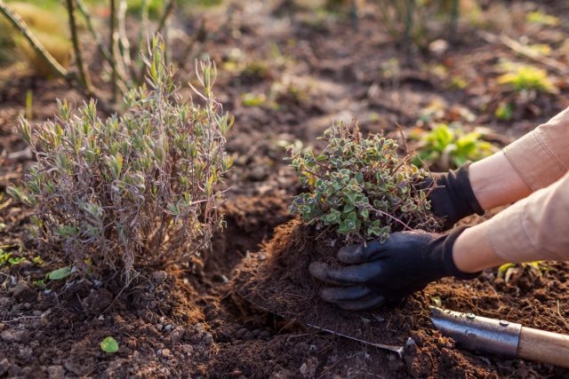 Как сохранить домашний сад в зимний период: полезные советы