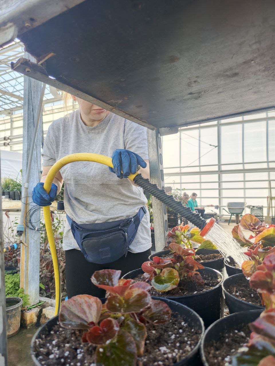 Общественная палата Белгорода взяла шефство над одной из городских теплиц Общественная палата Белгорода взяла шефство над одной из городских теплиц