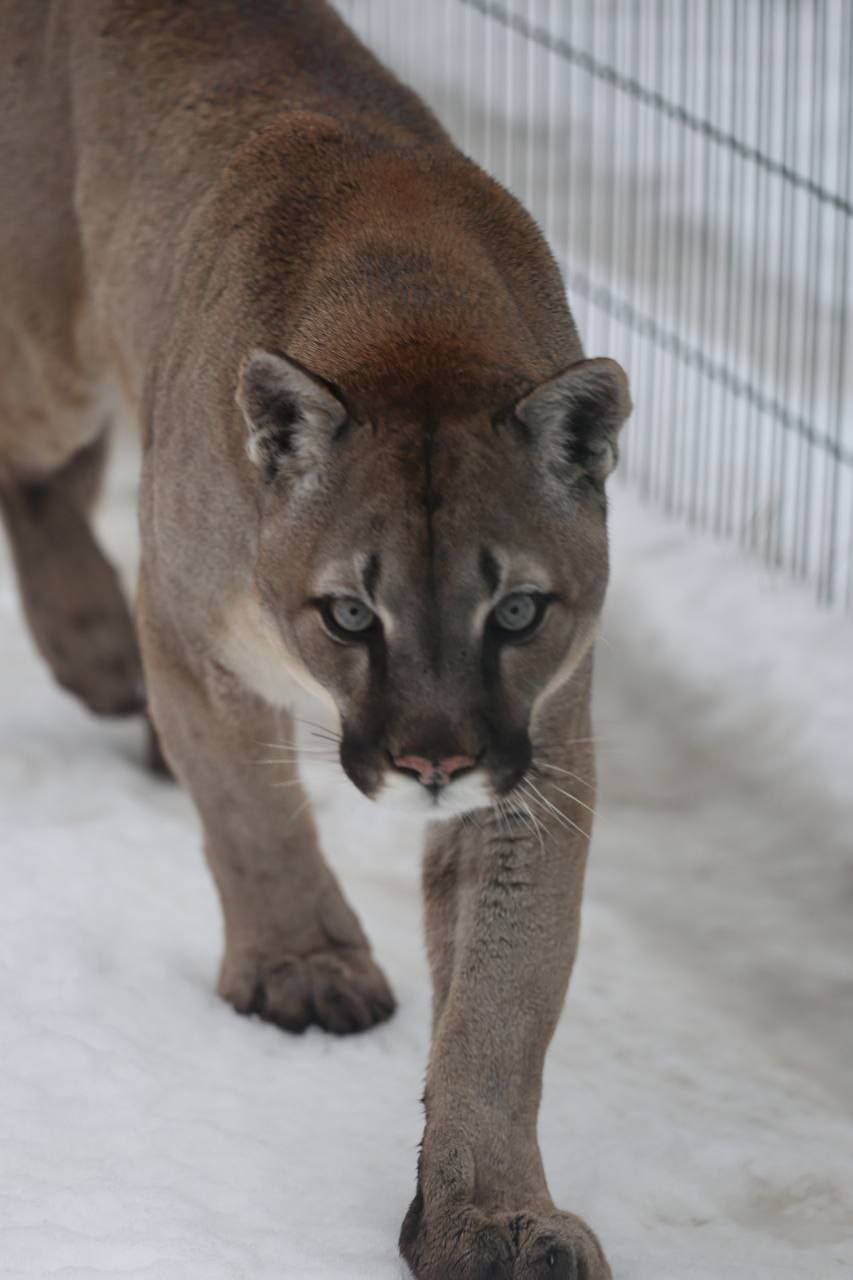 В День кошек, который отмечается в России сегодня, в белгородском зоопарке показали самых-самых – пушистых и усатых В День кошек, который отмечается в России сегодня, в белгородском зоопарке показали самых-самых – пушистых и усатых
