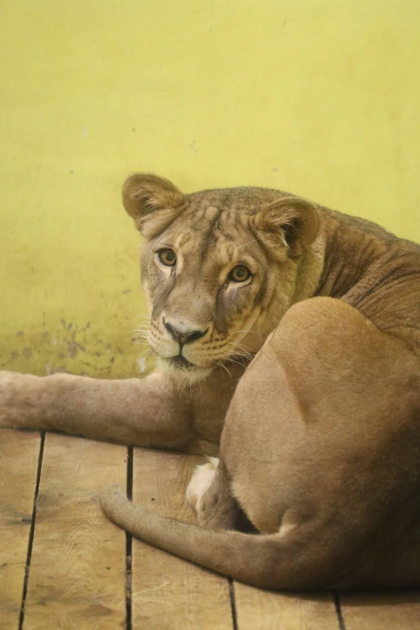 В День кошек, который отмечается в России сегодня, в белгородском зоопарке показали самых-самых – пушистых и усатых В День кошек, который отмечается в России сегодня, в белгородском зоопарке показали самых-самых – пушистых и усатых