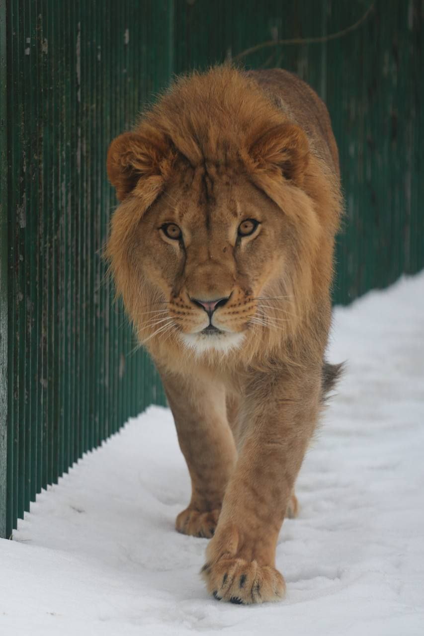 В День кошек, который отмечается в России сегодня, в белгородском зоопарке показали самых-самых – пушистых и усатых В День кошек, который отмечается в России сегодня, в белгородском зоопарке показали самых-самых – пушистых и усатых