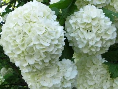 Почему калина Бульденеж достойна вашего сада