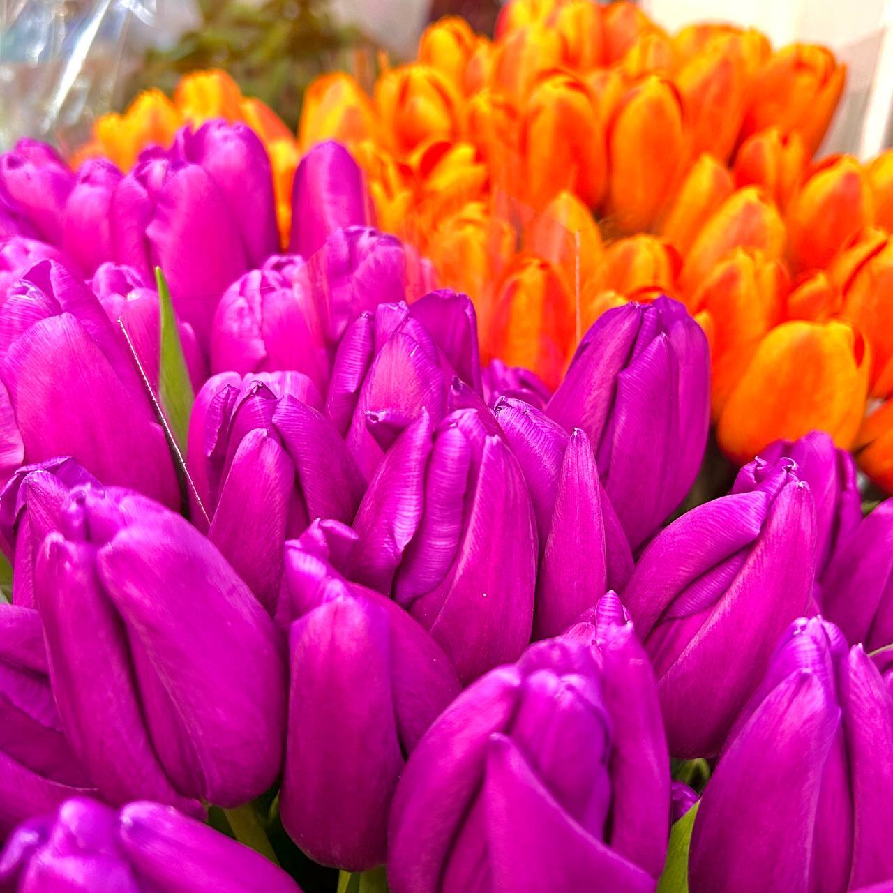 Сегодня наступил долгожданный первый день весны! После долгой зимы природа пробуждается, солнце светит ярче, воздух наполняется свежестью и надеждой на лучшее будущее Сегодня наступил долгожданный первый день весны! После долгой зимы природа пробуждается, солнце светит ярче, воздух наполняется свежестью и надеждой на лучшее будущее