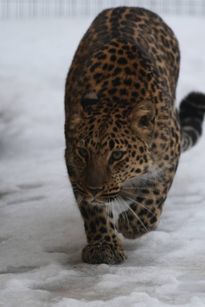 В День кошек, который отмечается в России сегодня, в белгородском зоопарке показали самых-самых – пушистых и усатых В День кошек, который отмечается в России сегодня, в белгородском зоопарке показали самых-самых – пушистых и усатых
