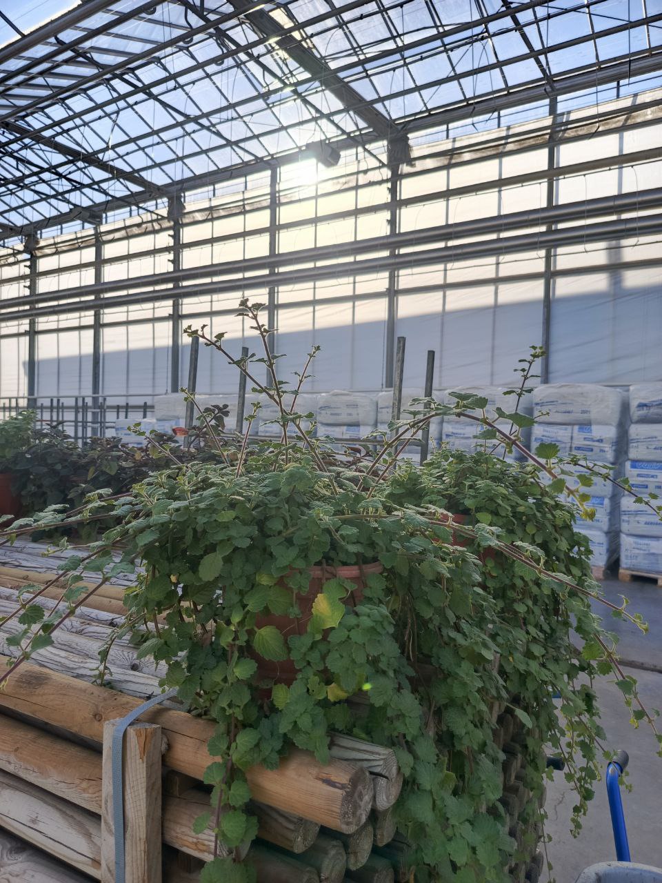 Общественная палата Белгорода взяла шефство над одной из городских теплиц Общественная палата Белгорода взяла шефство над одной из городских теплиц