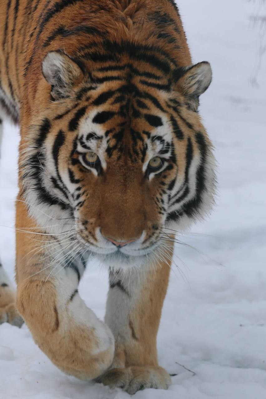 В День кошек, который отмечается в России сегодня, в белгородском зоопарке показали самых-самых – пушистых и усатых