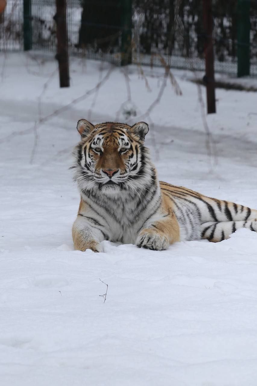 В День кошек, который отмечается в России сегодня, в белгородском зоопарке показали самых-самых – пушистых и усатых В День кошек, который отмечается в России сегодня, в белгородском зоопарке показали самых-самых – пушистых и усатых
