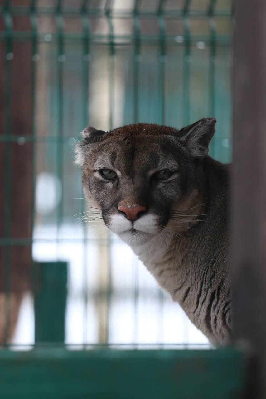 В День кошек, который отмечается в России сегодня, в белгородском зоопарке показали самых-самых – пушистых и усатых В День кошек, который отмечается в России сегодня, в белгородском зоопарке показали самых-самых – пушистых и усатых