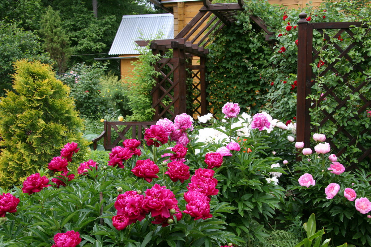 Пионы: лучшие сорта для коллекционеров