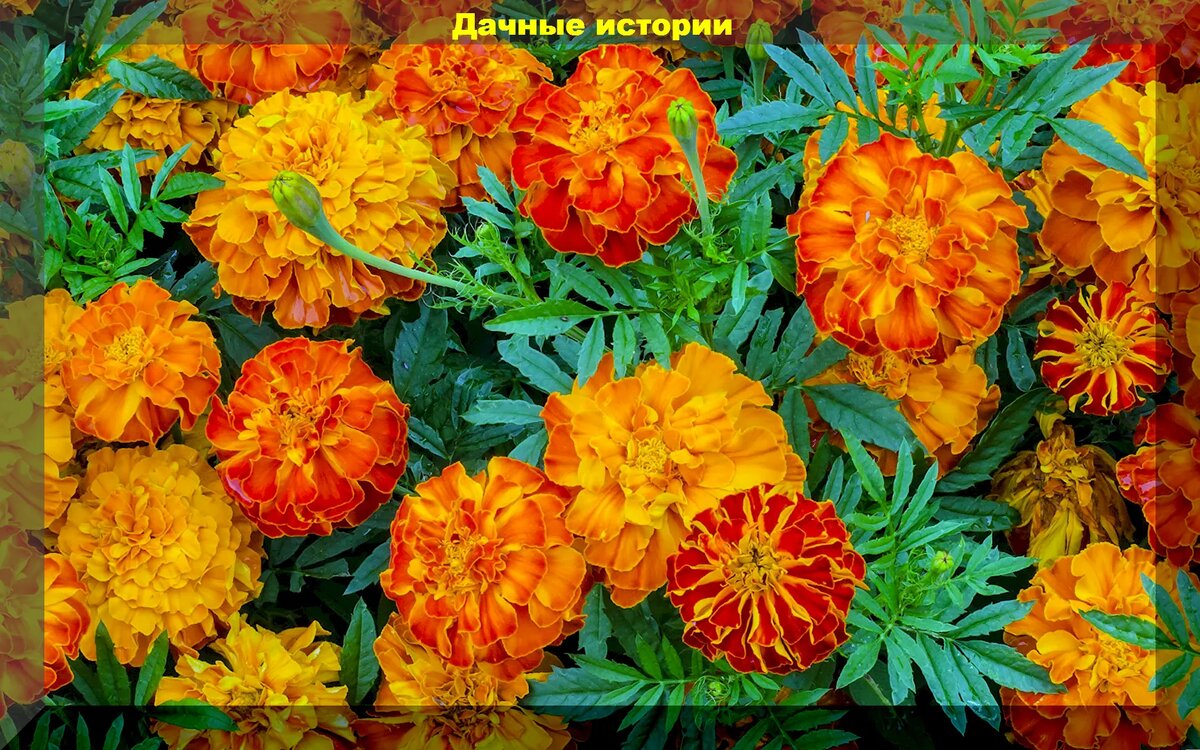 Октябрьские заботы на даче: как не упустить важные дела перед зимой