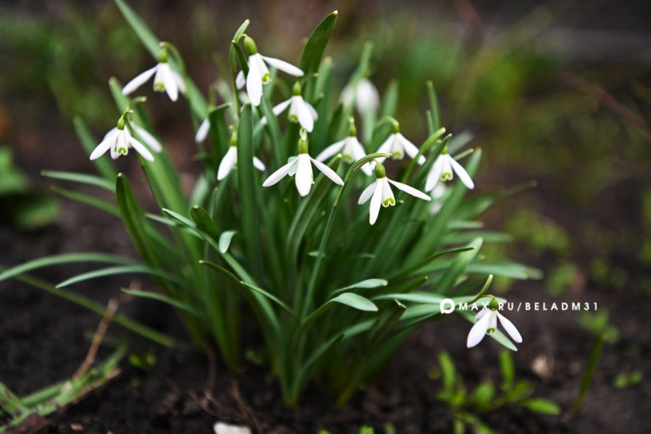 Доброе утро, Белгород!. Сегодня за окном солнце, малооблачно