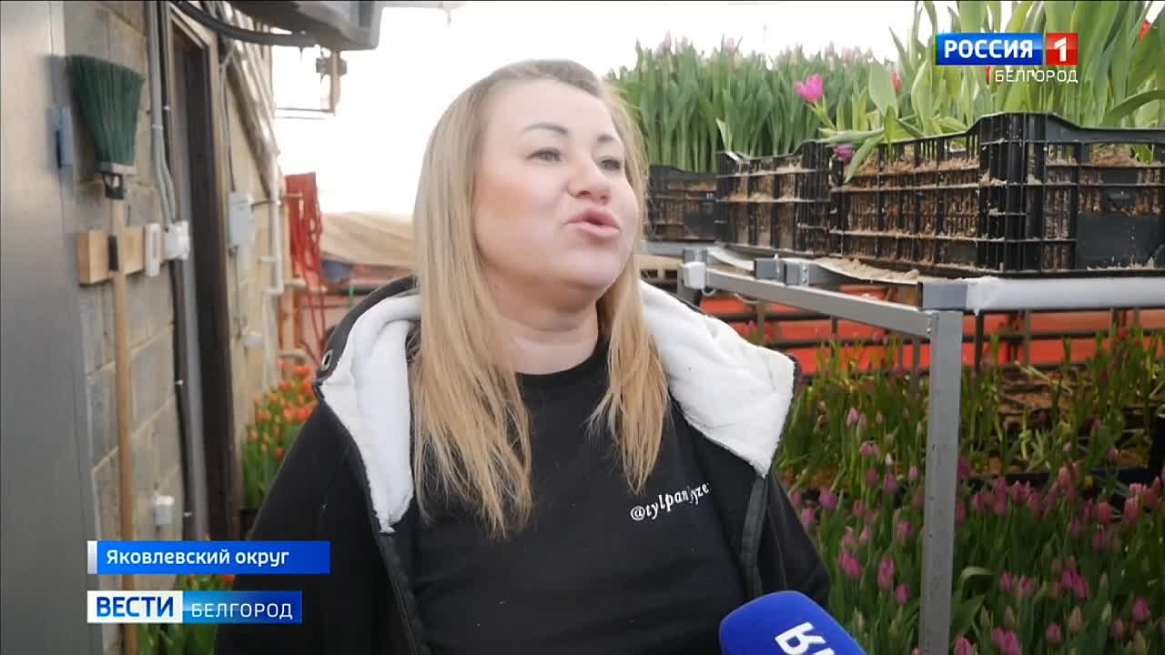 Гладкие, бахромчатые, пионовидные: в коллекции семьи Гузенко из Яковлевского округа – 23 сорта тюльпанов