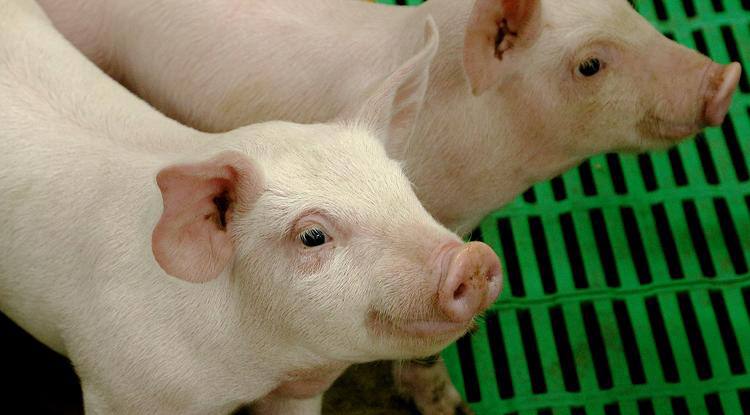 Губернатор сообщил о начале поставки 650 тонн белгородской свинины на Филиппины