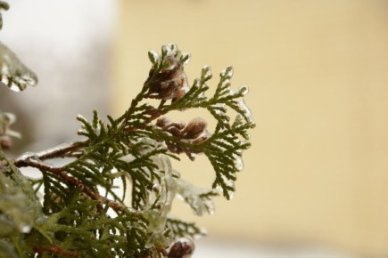 ������ 3 �����. ������� ��������� ������� ����� �� ������