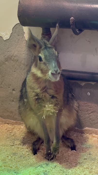 В Белгородском зоопарке поделились милым видео с «Оленезайцами» Речь идёт про патагонских мар!
