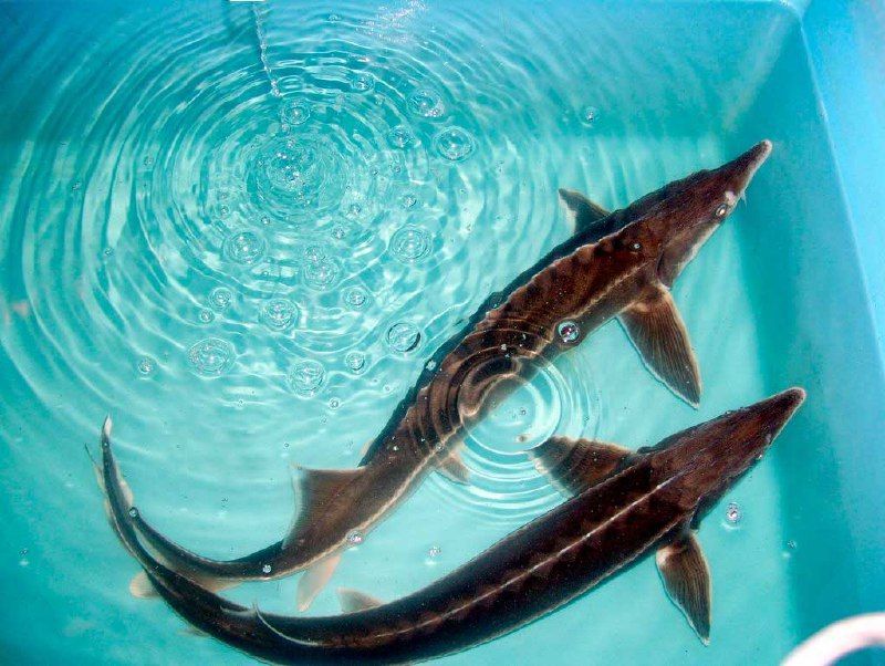 � 2025 ���� � ������������ ������� ��������� ����� 9 ����� ���� �������� ����