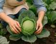 Секреты ухода за капустой в конце лета: как получить плотные кочаны