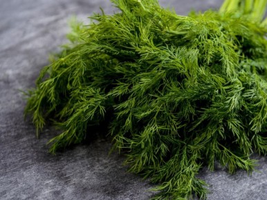 Как вырастить укроп без зонтиков: секреты и советы