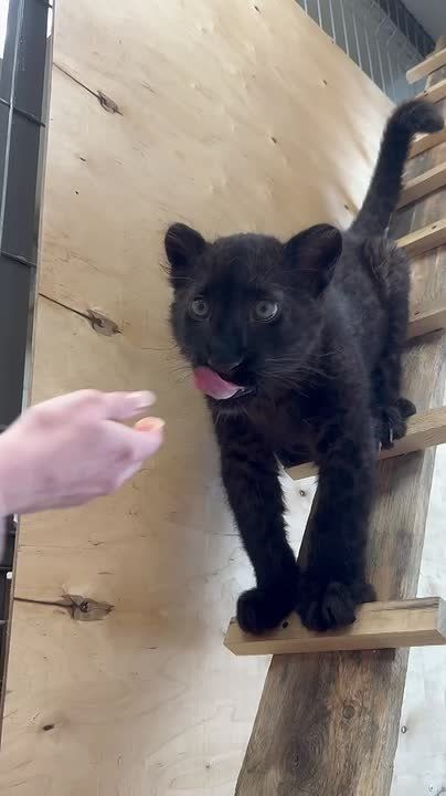 ����� ���-�� ���� �����?. ׸���� ������� �� ������������� �������� ��� ������������ ����������