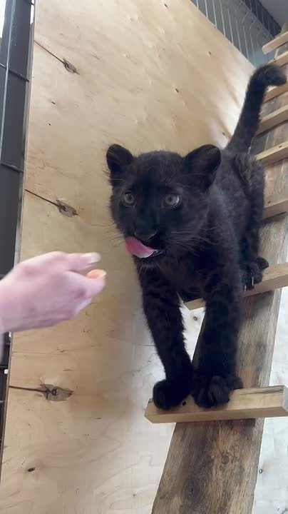 Будет что-то типа обэда?. Чёрная пантера из Белгородского зоопарка уже полакомилась угощениями