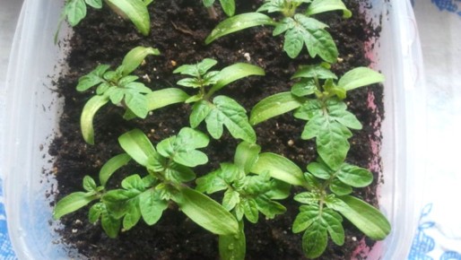 ��� ��������� ������� �������: 5 �������� ������, ������� ����� ��������