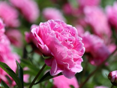 ��� �������� ������������ �������� ������ ������