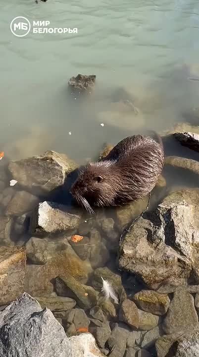 � ������ � ����� ������ ��� ��������, �� � �������