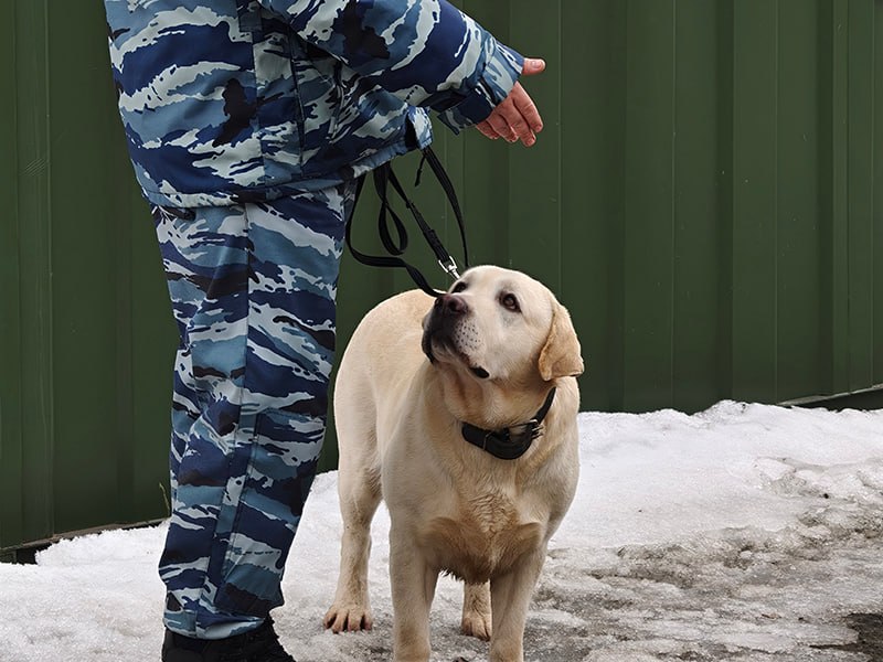 Губкинские школьники побывали в гостях полицейских Губкинские школьники побывали в гостях полицейских