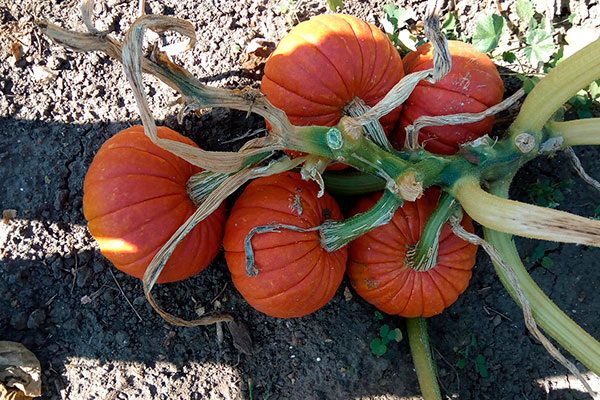 ����� �������: ������� ������������ � ������ �� �����������