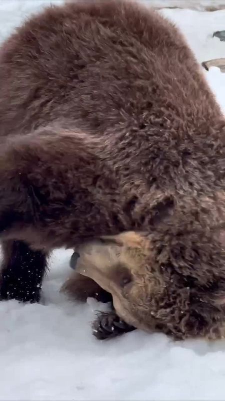 ������ �������� ����, ����������!