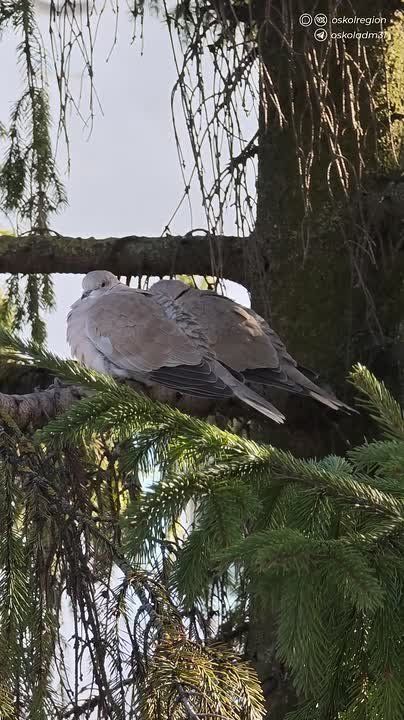 ������ ����, �������������!